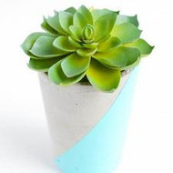 Concrete Potted Succulents